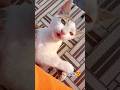 disturb mtt kro kaat lungi😡🙄 #shorts #youtubeshorts #cat #viral #catlovers