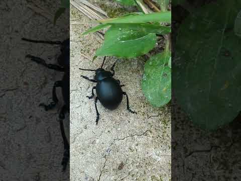 Just pootling along - a splendid little Bloody-nosed beetle