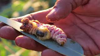 Climate Friendly - Carbon Farming