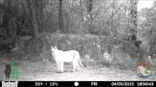 Pumas de San Pablo Etla, Oaxaca