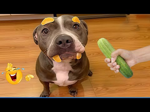 Funniest Cat & Dog Moments Ever Recorded 😹🐶 Super Funny Animal Video Clips 🐾