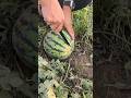 Ripe watermelon fresh cutting - Satisfying watermelon #viral #fruit #fyp #asmr