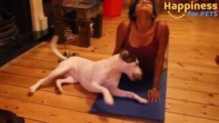 These silly pets interrupting yoga!