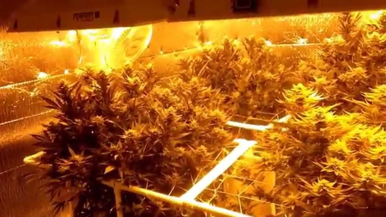 Seed to Shelf in 120 Days or Less - Day 109 - Resin Buildup and Packing on Density