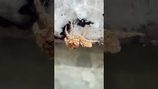 Smart spider’s playing on the table pt-6 #shorts #spider #insects #wildlife #animals #wildanimals