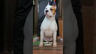 Import Pups Available 8802844098