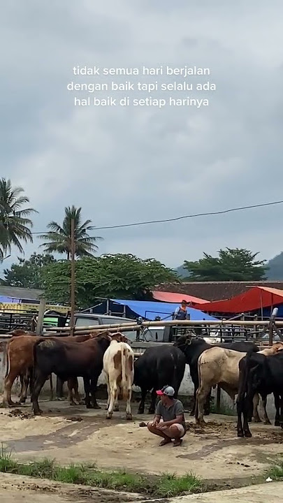 peternak sapi #fypシ #katakatabijak #sapi #peternak #sukses #like #sapijumbo #viral #sapiqurban2023