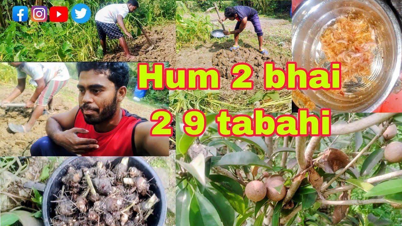 Rice 🍚 Milk Ka Sat Allu Tamatar New Style with || 