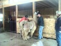 llama shearing