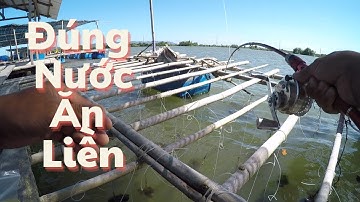 82/ Cả buổi sáng không ăn chiều đúng nước dựt liên tục . IKADA FISHING