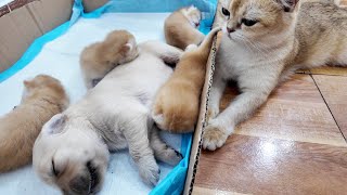 Mother cat sits and looks at cute sleeping Golden Retriever puppies and kittens
