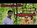 சந்தனமரம் வளர்ப்பு/Sandal wood cultivation