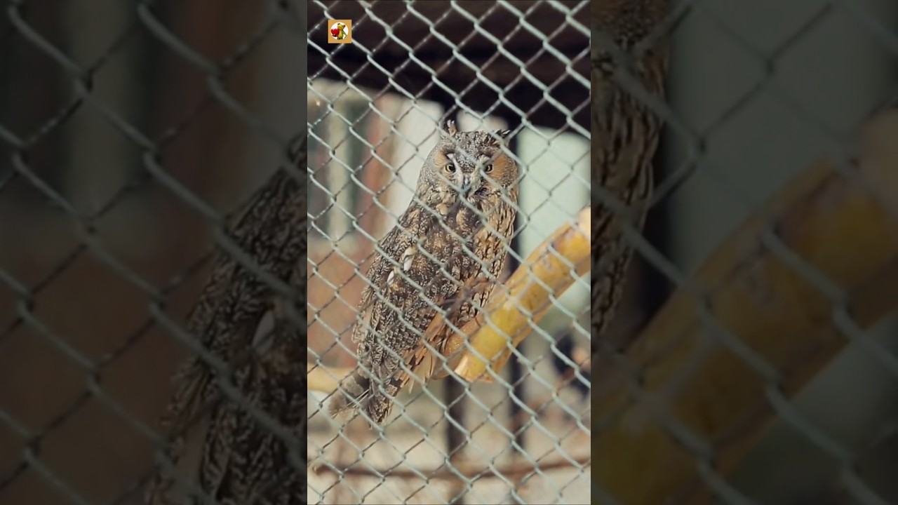 Long-Eared Owl Sounds (Inside the Zoo Cage)