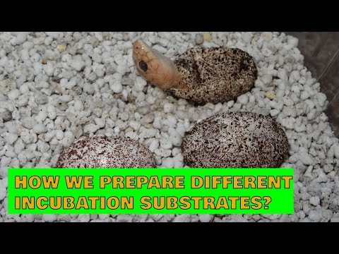 How we prepare different incubation substrates?