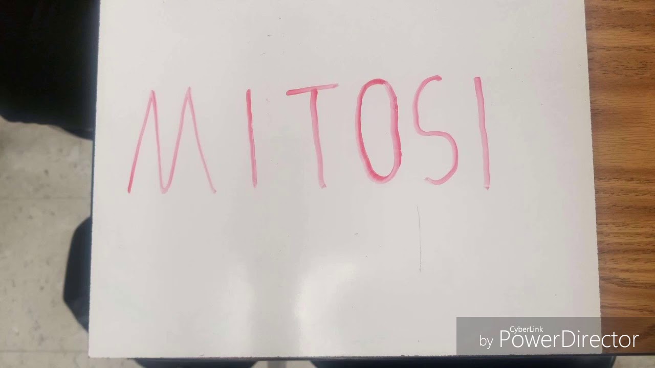 Cell Division Stop Motion - YouTube