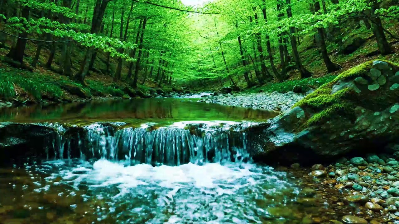 Beautiful Forest Sounds 🌿 Calming River & Forest Birdsong | Nature ASMR
