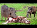 Painful punishment warthog dominates the forest when he bravely kills leopard to protect his baby