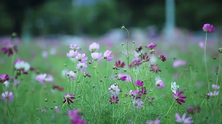 Natural Gardens Flower's || Background flower's || No copyright video || Download And Export || - DayDayNews