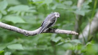 Молодая Мухоловка-пеструшка - Ficedula hypoleuca - Juvenile European pied flycatcher