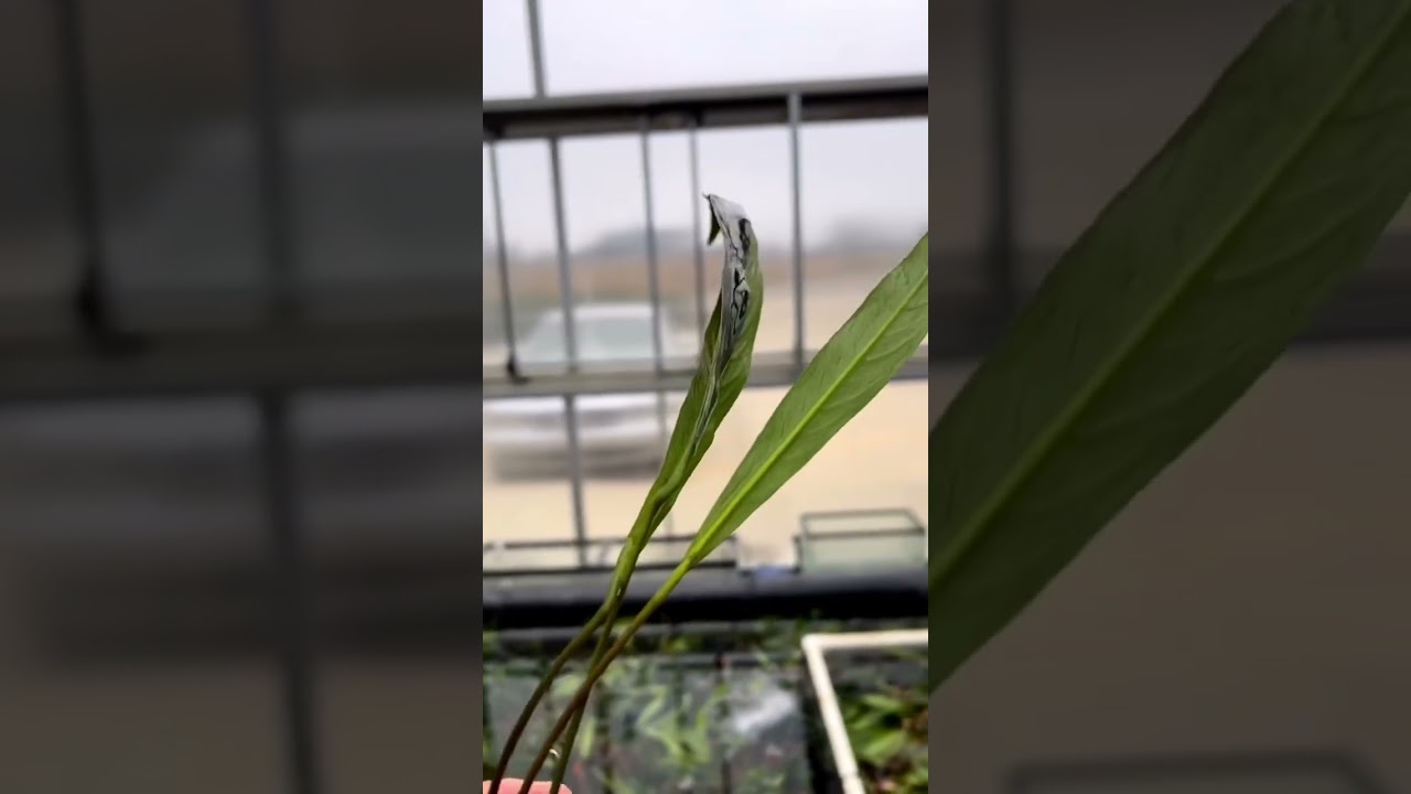 ANUBIAS AFZELII (AFZELLI) (HARDY MID- GROUND FRESHWATER AQUARIUM PLANT)