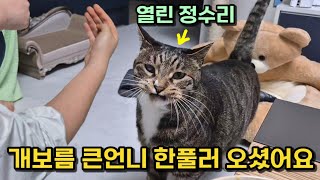 거의 1년 만에 이웃집 누나들을 만난 고양이, 첨엔 낯가리나 했는데 결국 또 ㅋㅋ