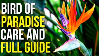 Bird Of Paradise Care And Info Bird Of Paradise Plant Care Tips