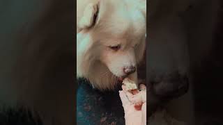 khana khilana sabse bada kaam puttu ka....dog feeding#dailylife #minivlog #shortvideo #kids #dog