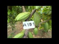 JARDIN CLONAL DEL CACAO DE AMAZONAS PERÚ