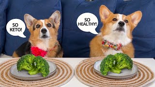 Dogs Review Human SNACKS!