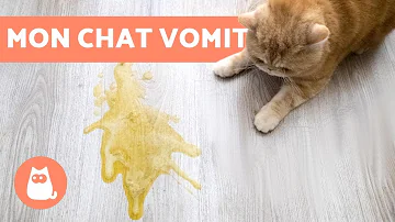Pourquoi mon chat vomit transparent ?
