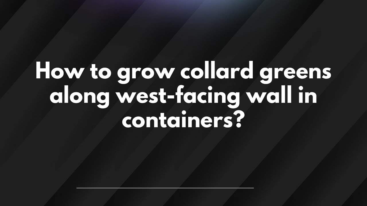 How to grow collard greens along west-facing wall in containers? - YouTube