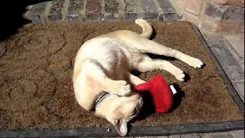 DuckyWorld Products, Inc.