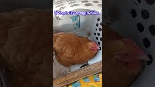 #crazycoop #chicken #freerangechickens #chickens #backyardchickens #chickenlovers