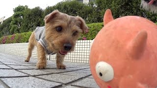 SONY HDR-AZ1 アクションカムミニのテスト撮影 #02 アクションモノポッ...