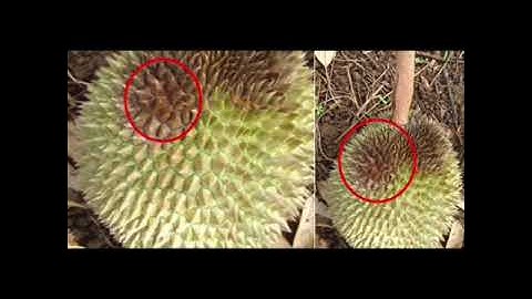 NANO BẠC ĐỒNG HLC – ĐẶC TRỊ VI KHUẨN, NẤM, ỨC CHẾ VIRUS GÂY HẠI CHO CÂY TRỒNG