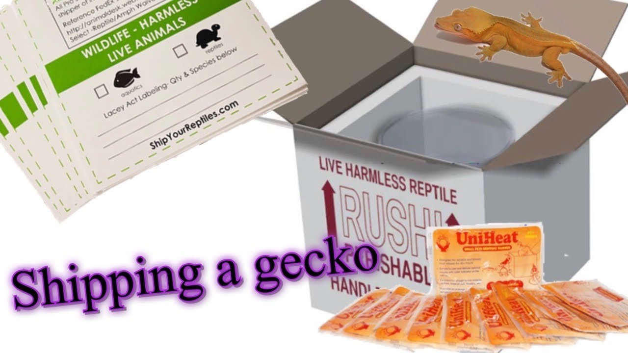 Transporting Gecko Shipping a Gecko - YouTube