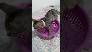 My Parents Kitten Love Sitting In A Strainer