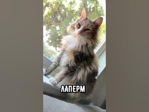 Три редкие и необычные породы кошек #кот #коты #котики - YouTube