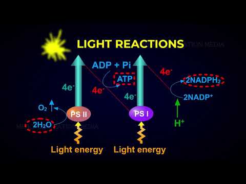 Light And Dark Reactions Of Photosynthesis