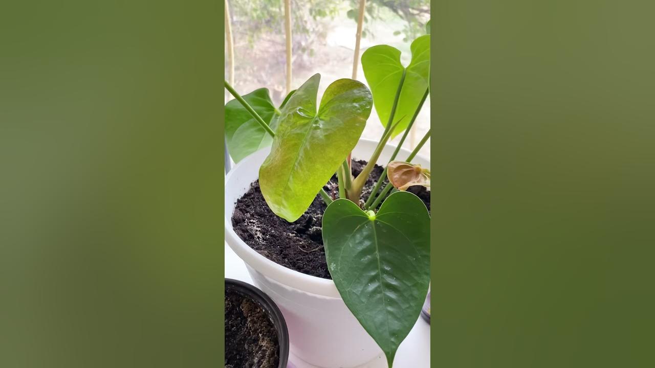 Ретро HD порно фильм