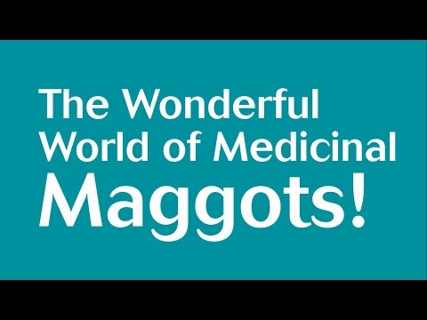 The Wonderful World of Medicinal Maggots