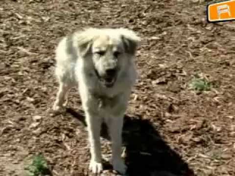 Video: Kuidas Kodus Koera Küüsi Lõigata