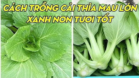 Cách Trồng Cải Thìa Từ Lúc Gieo Hạt Đến Khi Thu Hoạch | Phan Đức #110
