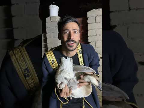 اليذبح بطة براس سنة ينبط بط ضحك اكسبلور ضحكة من القلب محمد صبيح ترند