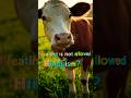 beef eating is not allowed in hinduism? #shortvideo #beef #facts #youtubeshorts #trending #shorts