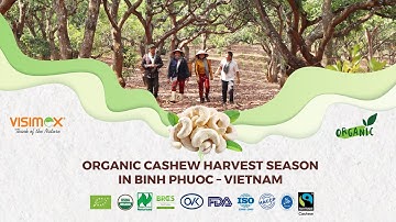 THE HARVEST TIME OF ORGANIC CASHEW CROP IN BINH PHUOC PROVINCE-VIETNAM.  VISIMEX CORPORATION