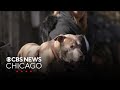 How to keep pets warm, safe during winter
