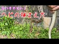 なつく!蛇の捕まえ方