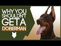 DOBERMAN! 5 Reason You SHOULD NOT Get A Doberman Puppy!