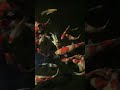 Cara bikin kolam ikan koi bersih . Kolam ikan koi minimalis